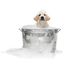 Paws, fundraiser, animals, dog wash, Suds, party, BC SPCA, Wild ARC