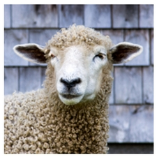 Sheep, wool, fibre