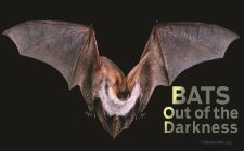 Merlin, Tuttle, Bats, out, of, Darkness, Exhibit