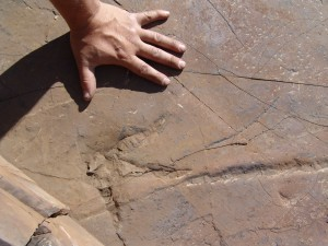 Museum, dinosaurs, Paleontology