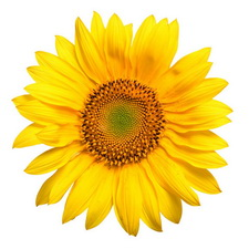 Farmer's market, crafts, artizans, food, produce