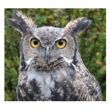 owl, eye, beautiful, raptor, bird, wildlife