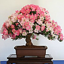 plant, flower, japanese, garden, tree