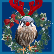 donation, falcon, raptor, charity, holidays