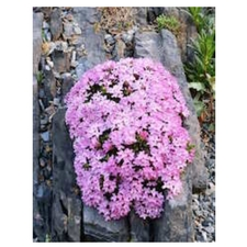 daphne, alpine, garden, plant