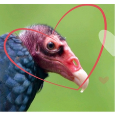 Vulture, conservation, 