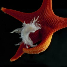 fish, marine, ocean, wildlife