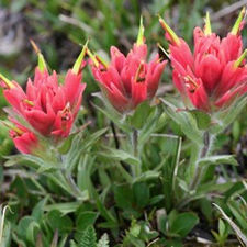 http://royalbcmuseum.bc.ca/events/a-botanical-travelogue-to-the-scapegoat-wilderness/