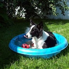 Dog, border collie, pool, summer, festival, dogs, fun, games, prizes, Parksville