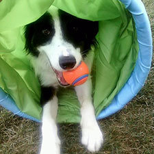 Striker, cute dog, pet expo