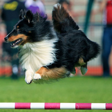 dog, pet, agility, AAC, regional, championship, sport, obstacle, course