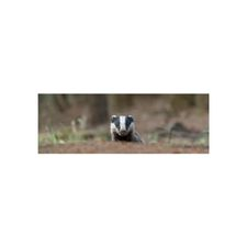 badger, badgers, nature