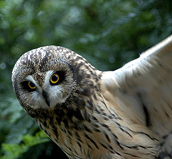 wildlife, walk, MARS, fundraiser, birds, vegetation