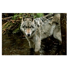 wolf, 