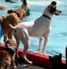 dog, pool, pooch, poochapoolooza, lewis, park, courtenay, pets, swim