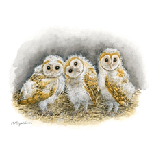 watercolours, owls, birds