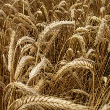 wheat, crop, fall, harvest, farm, threshing