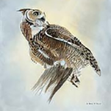Bird of Prey, Raptor, Great Horned Owl, Art 10 Gallery