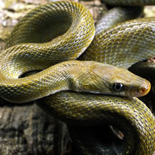Snakes, wildlife, nature, park, nature program, kids, family, free